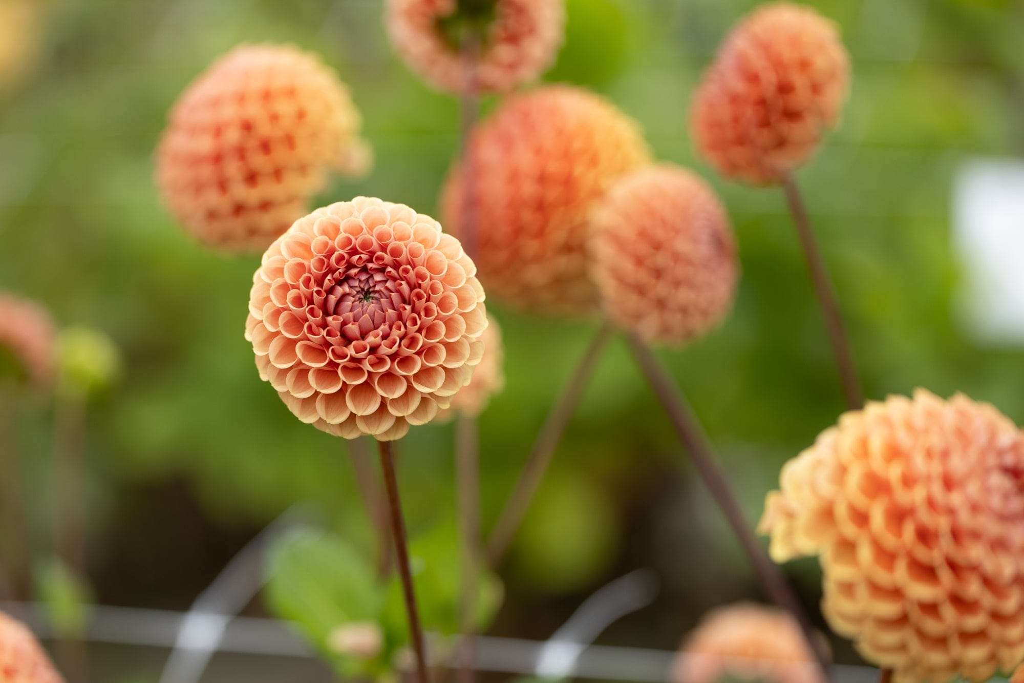 Dahlia 'Cornel Brons'